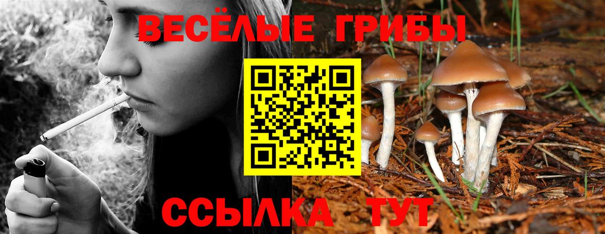 Ачхой-Мартан  Галлюциногенные грибы прущие грибы  Вход с VPN 